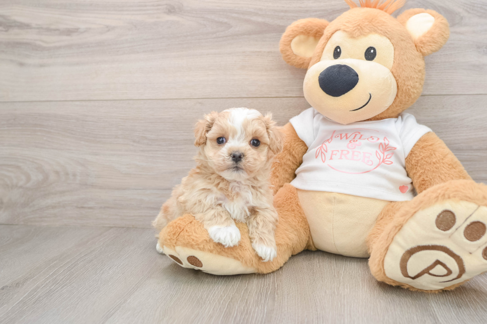 Maltipoo Pup Being Cute