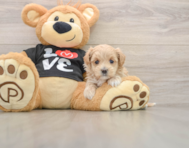 8 week old Maltipoo Puppy For Sale - Seaside Pups