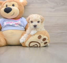 6 week old Maltipoo Puppy For Sale - Seaside Pups