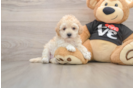Best Maltipoo Baby