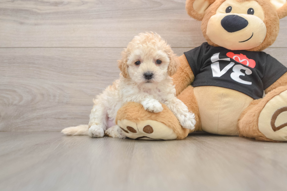 Best Maltipoo Baby
