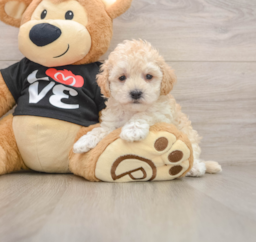 8 week old Maltipoo Puppy For Sale - Seaside Pups