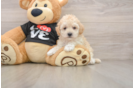 Friendly Maltipoo Baby