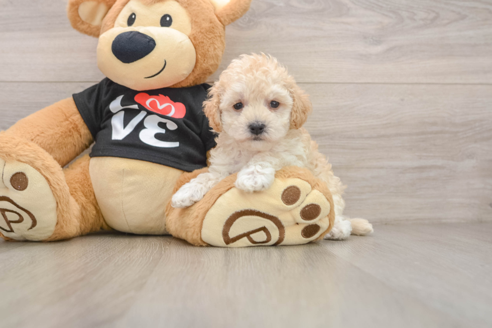 Friendly Maltipoo Baby