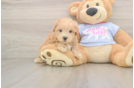 Cute Maltipoo Baby