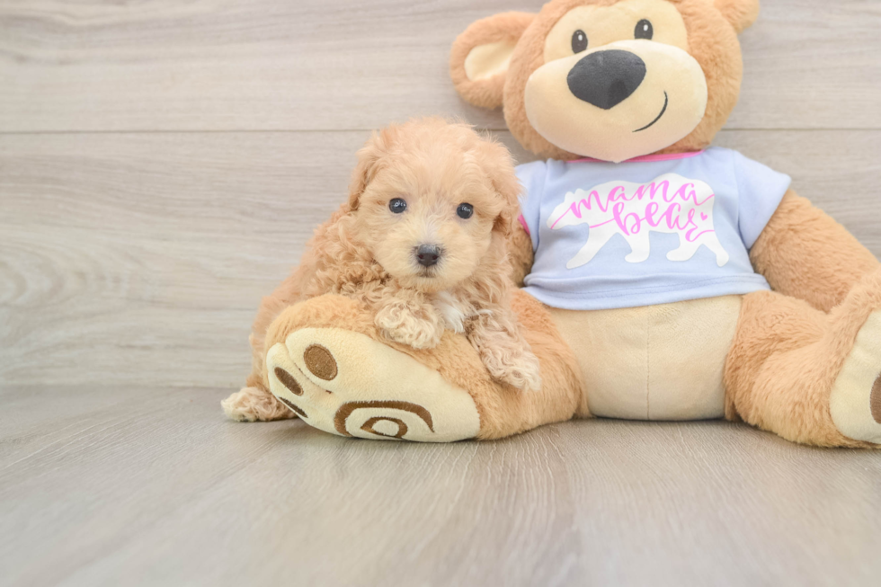 Cute Maltipoo Baby