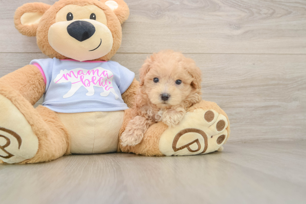 Best Maltipoo Baby
