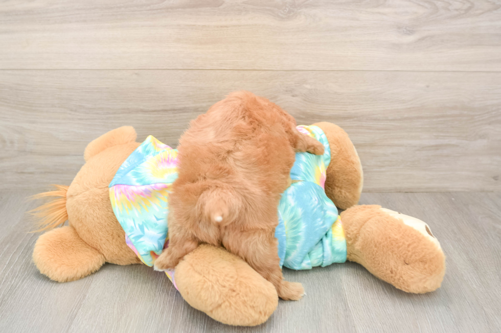 Best Maltipoo Baby
