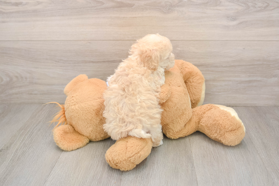 Smart Maltipoo Poodle Mix Pup