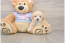 Maltipoo Pup Being Cute