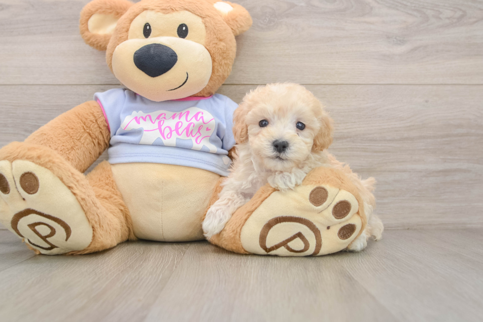 Maltipoo Pup Being Cute