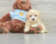 9 week old Maltipoo Puppy For Sale - Seaside Pups