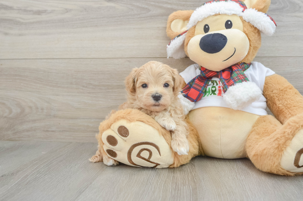 6 week old Maltipoo Puppy For Sale - Seaside Pups