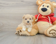 7 week old Maltipoo Puppy For Sale - Seaside Pups