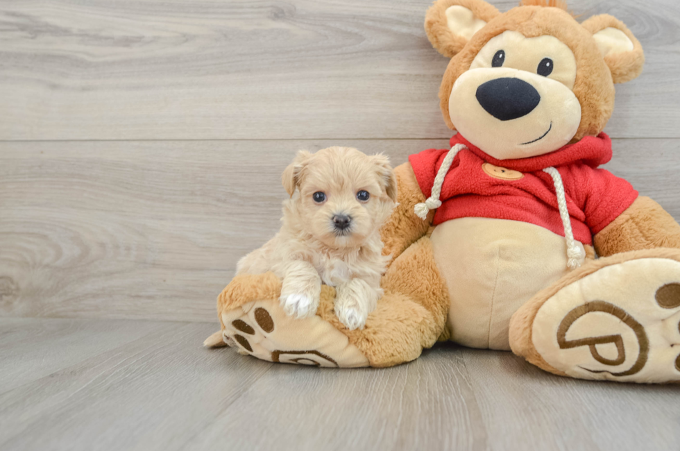 6 week old Maltipoo Puppy For Sale - Seaside Pups