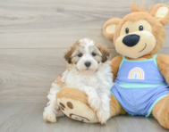 8 week old Maltipoo Puppy For Sale - Seaside Pups