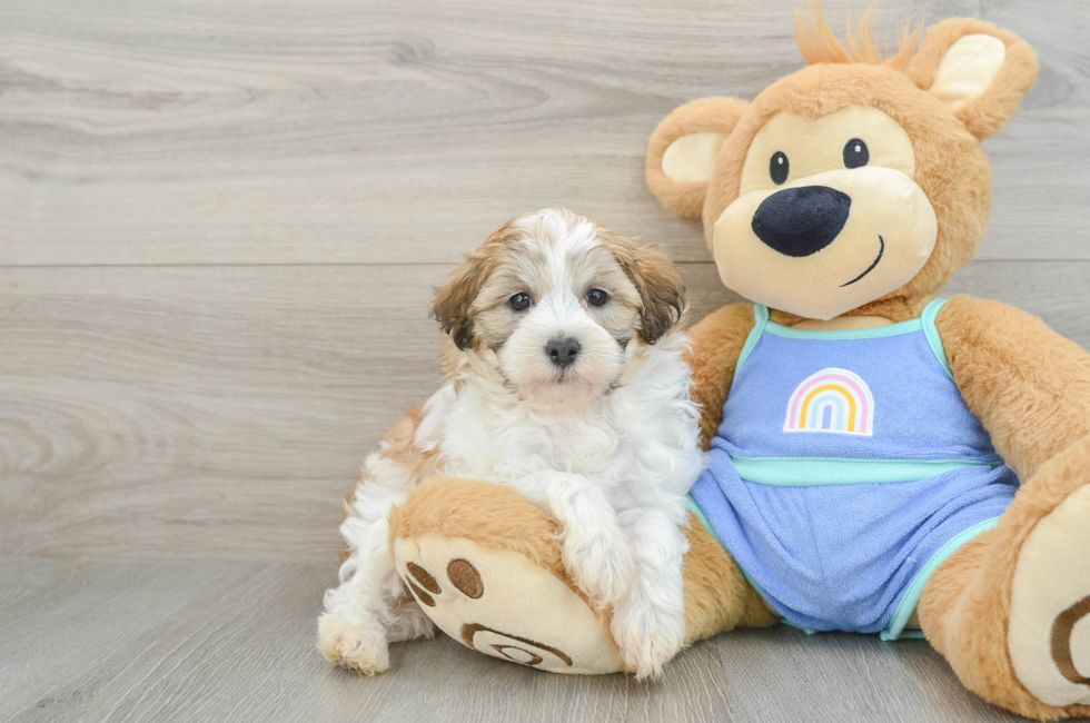 7 week old Maltipoo Puppy For Sale - Seaside Pups
