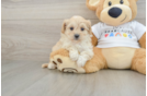 Friendly Maltipoo Baby
