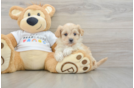 Maltipoo Puppy for Adoption