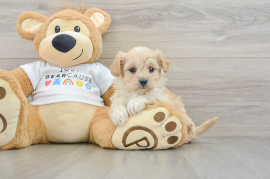 Maltipoo Puppy for Adoption