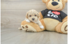 Smart Maltipoo Poodle Mix Pup
