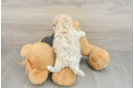 Best Maltipoo Baby