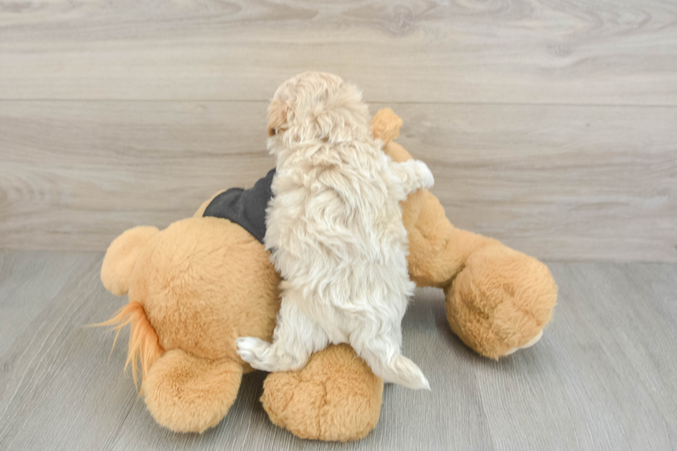 Best Maltipoo Baby