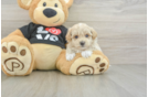 Maltipoo Puppy for Adoption