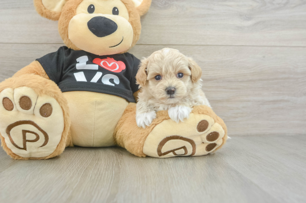 5 week old Maltipoo Puppy For Sale - Seaside Pups