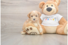 Maltipoo Pup Being Cute