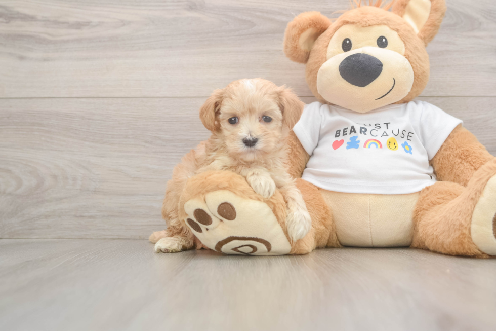 Maltipoo Pup Being Cute