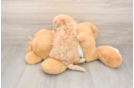 Best Maltipoo Baby