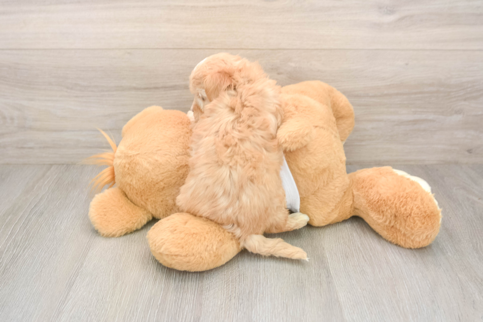 Best Maltipoo Baby