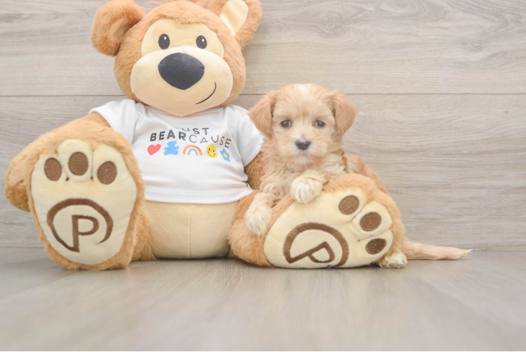 Best Maltipoo Baby