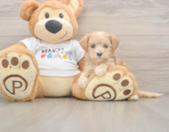 8 week old Maltipoo Puppy For Sale - Seaside Pups