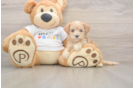 Best Maltipoo Baby