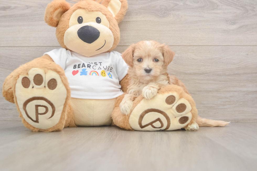 5 week old Maltipoo Puppy For Sale - Seaside Pups
