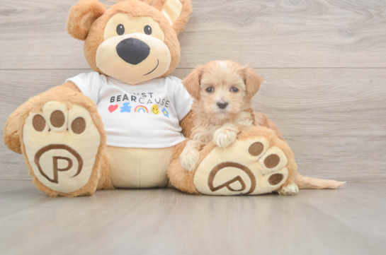 Best Maltipoo Baby