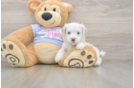 Maltipoo Pup Being Cute