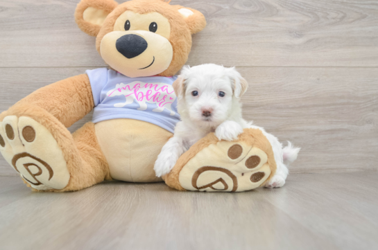 Maltipoo Pup Being Cute