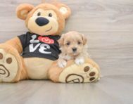 8 week old Maltipoo Puppy For Sale - Seaside Pups