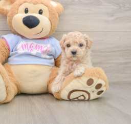 7 week old Maltipoo Puppy For Sale - Seaside Pups