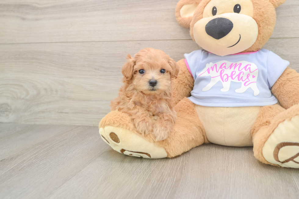 Petite Maltipoo Poodle Mix Pup