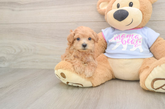 Petite Maltipoo Poodle Mix Pup