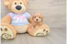 Maltipoo Puppy for Adoption