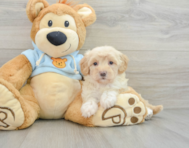 9 week old Maltipoo Puppy For Sale - Seaside Pups