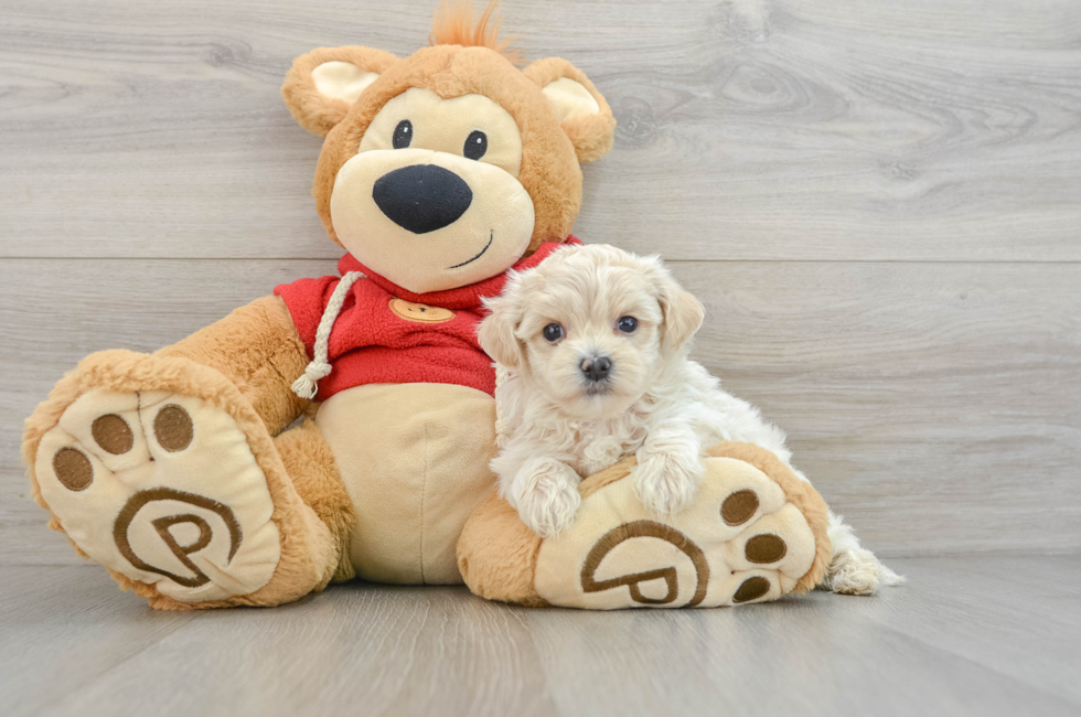 6 week old Maltipoo Puppy For Sale - Seaside Pups