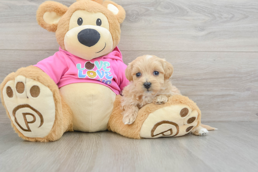 Smart Maltipoo Poodle Mix Pup