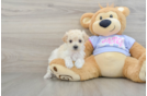 Cute Maltipoo Baby