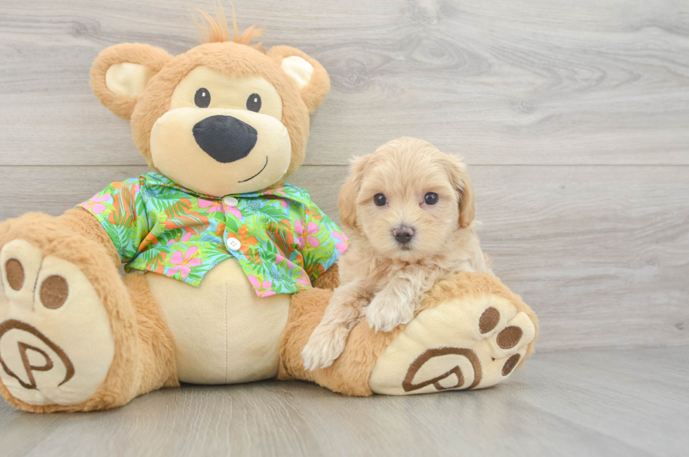 6 week old Maltipoo Puppy For Sale - Seaside Pups